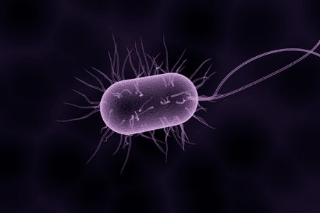 Factors affecting soil bacteria population