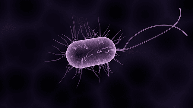 Factors affecting soil bacteria population