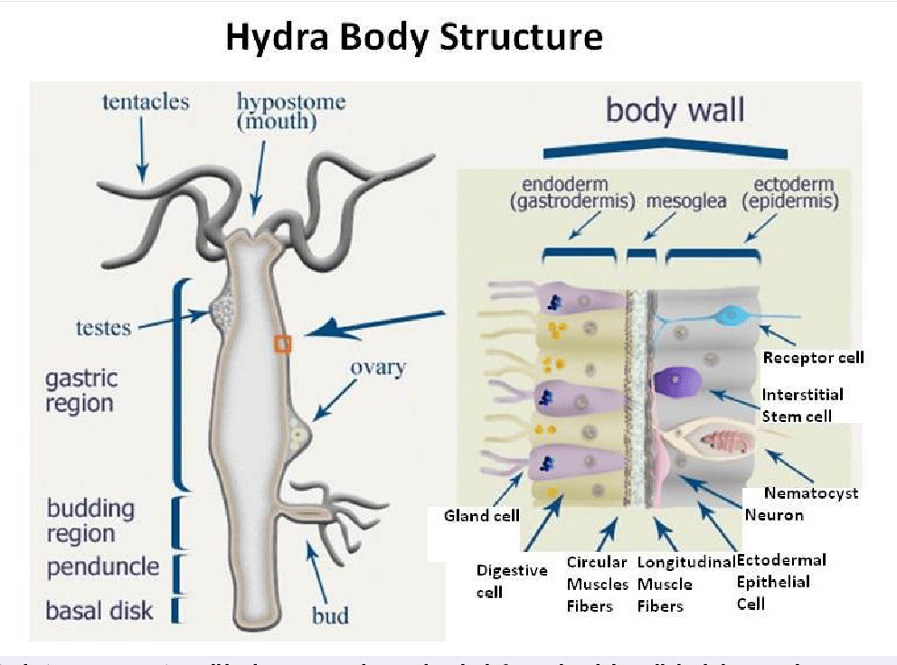 Structure of an hydra plant