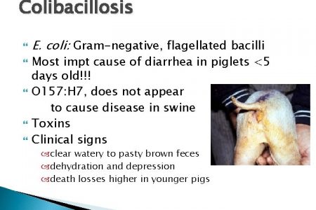 Diarrhea in pigs and how to treat it