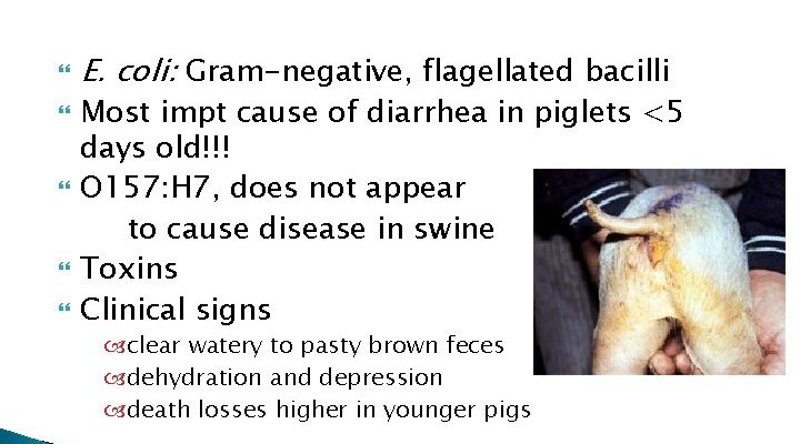 Diarrhea in pigs and how to treat it