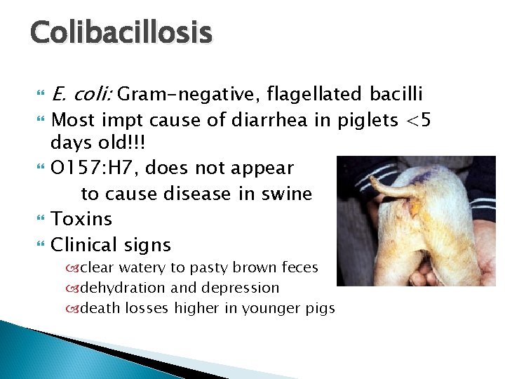 Diarrhea in pigs and how to treat it
