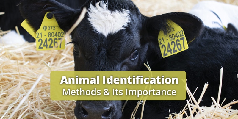 system of identification in farm animals and importance
