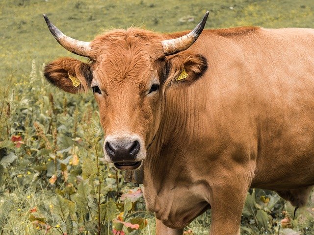 Methods of removing horns fro cattle and goats