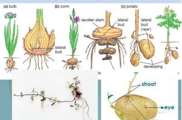 What is vegetative propagation of plants and examples