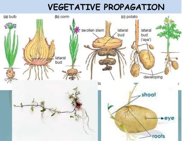 What is vegetative propagation of plants and examples