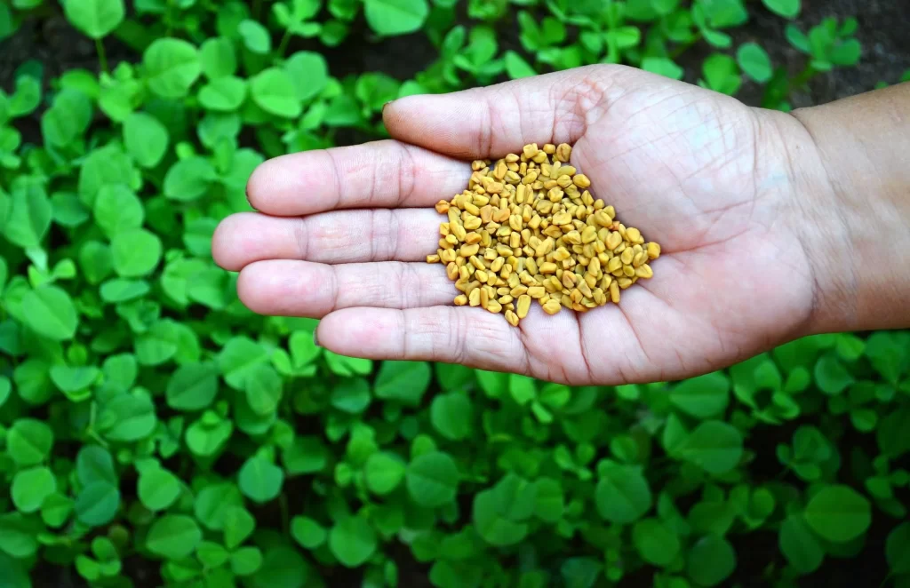 meaning of fenugreek plant and its use