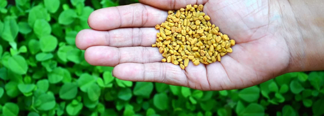 meaning of fenugreek plant and its use