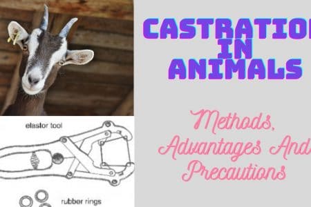 What is castration, methods and safety tips