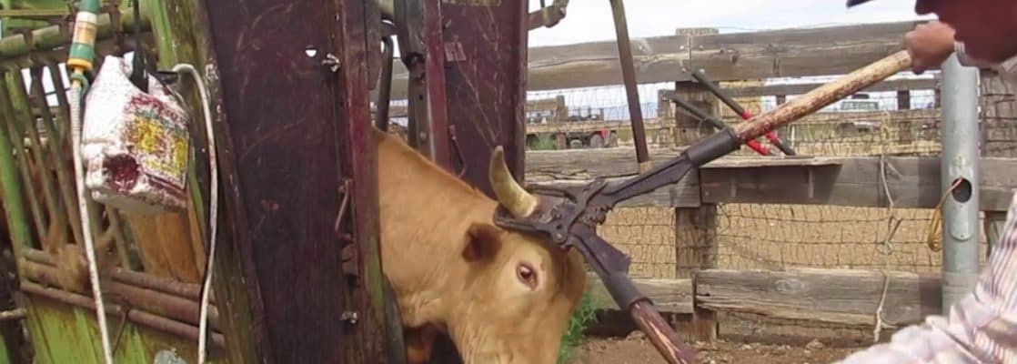 How to dehorn or disbud livestock