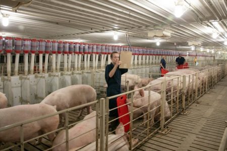 How to care for your pigs