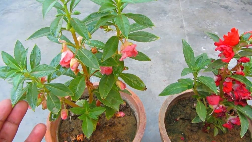 What is balsam flowering plant how to care for it