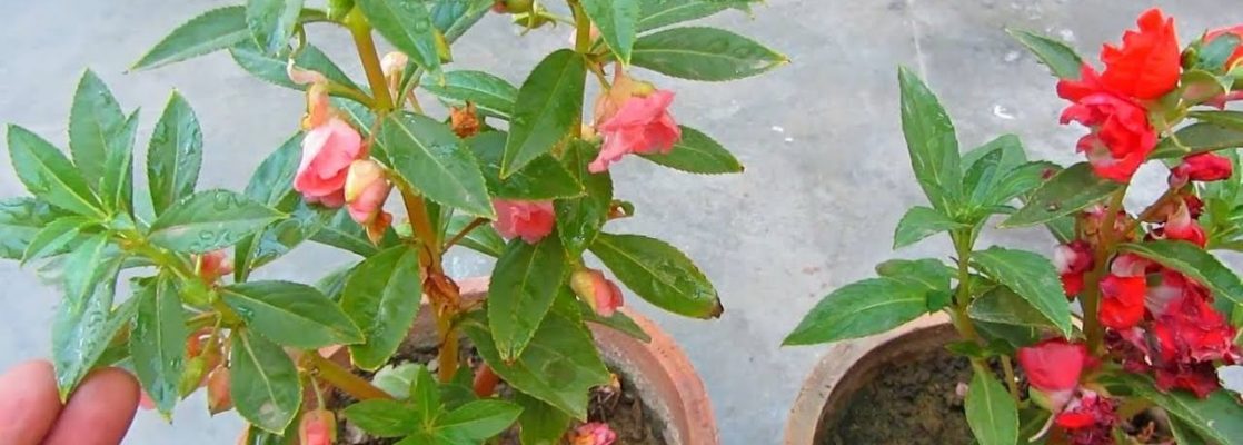 What is balsam flowering plant how to care for it