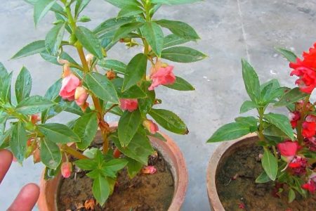 What is balsam flowering plant how to care for it