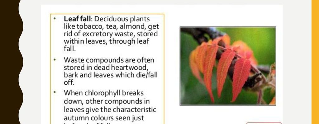 Meaning of plant excretion and their wastes
