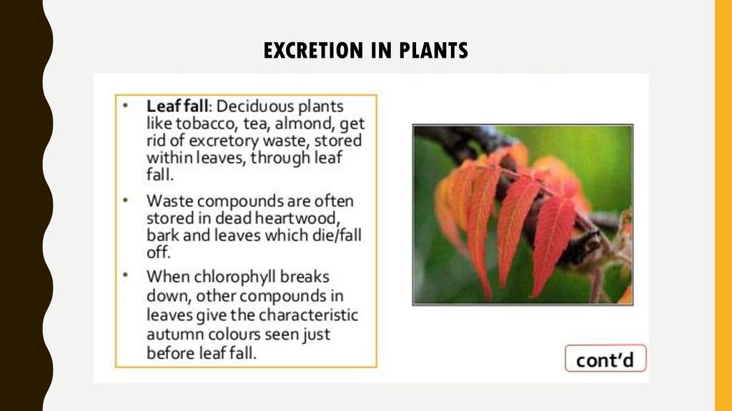 Meaning of plant excretion and their wastes