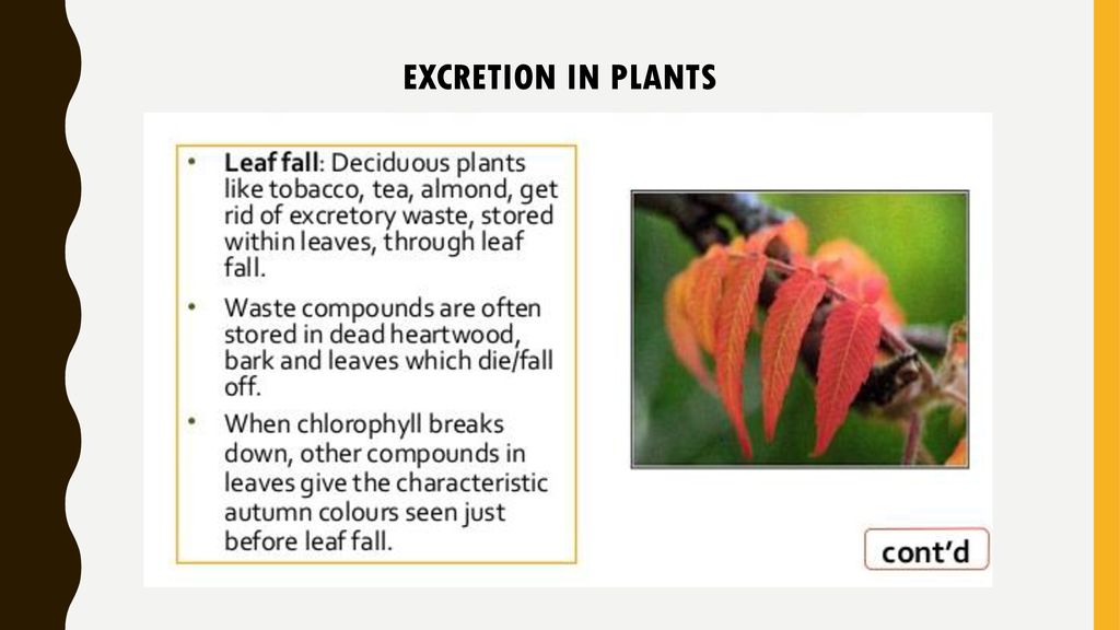 Excretion in Plants, Examples and Importance Meaning of plant excretion and their wastes