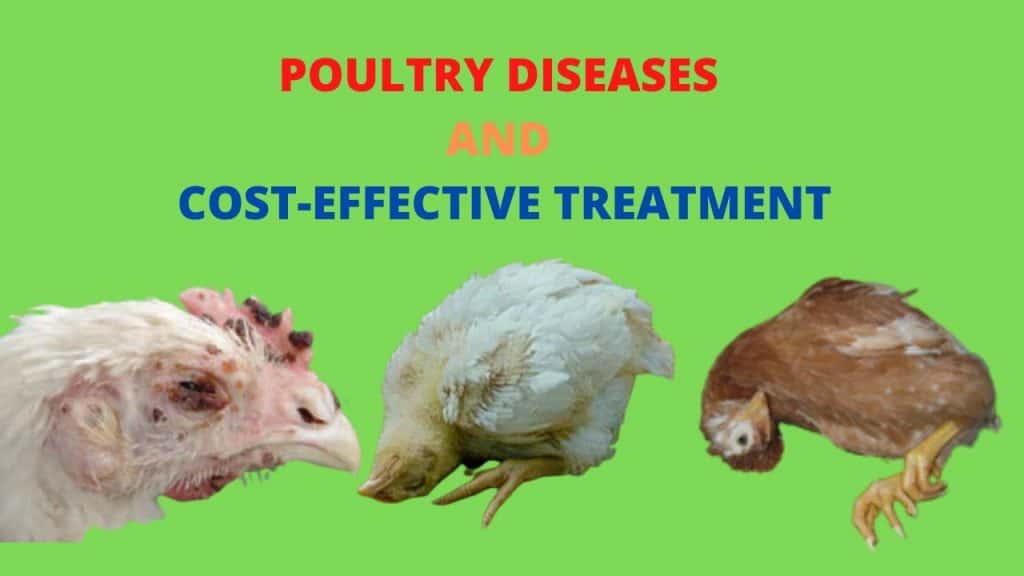 How to treat poultry diseases