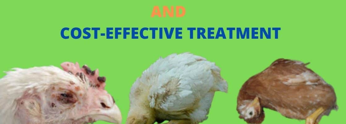 How to treat poultry diseases