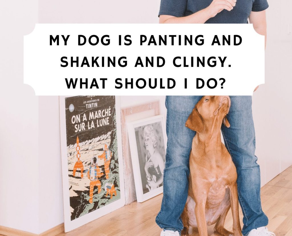 How to handle fearful dogs