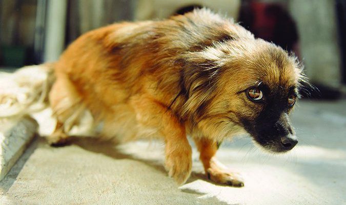 Why your dog is afraid and shaking