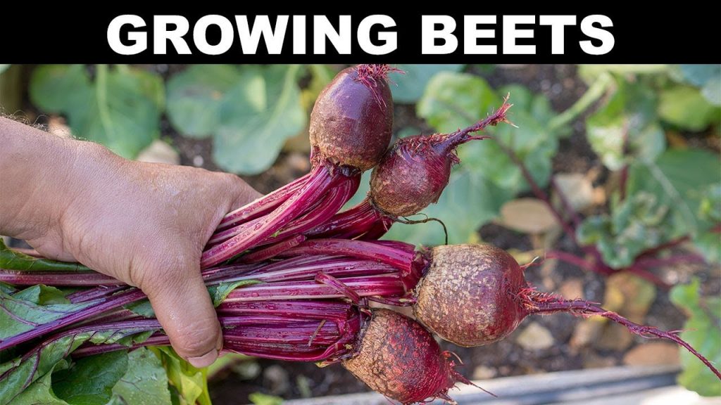 Growing beet seed and medicinal uses