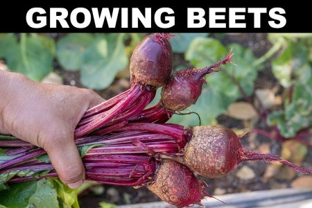 Growing beet seed and medicinal uses