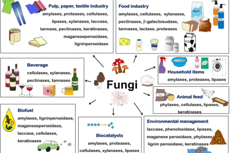 Economic importance of fungi both beneficial and harmful
