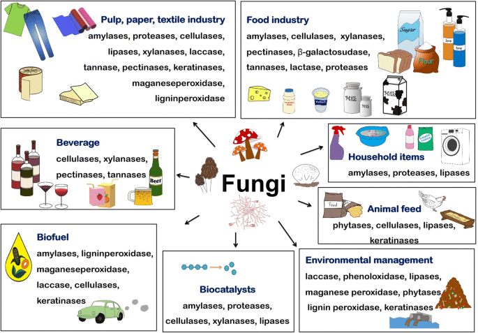 Economic importance of fungi both beneficial and harmful