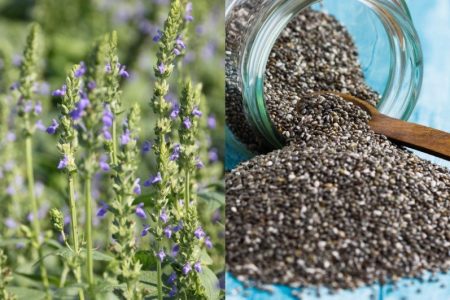 How to grow chia plant
