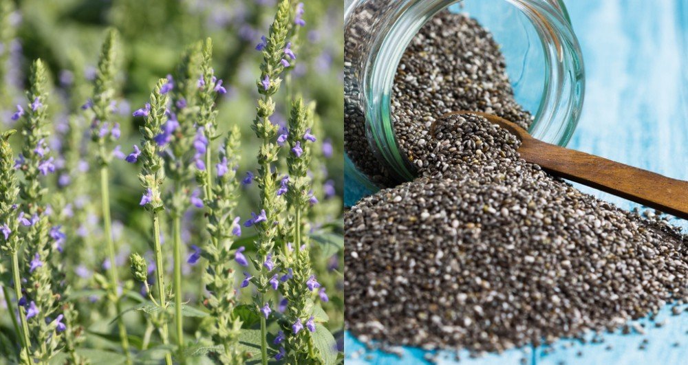 How to grow chia plant