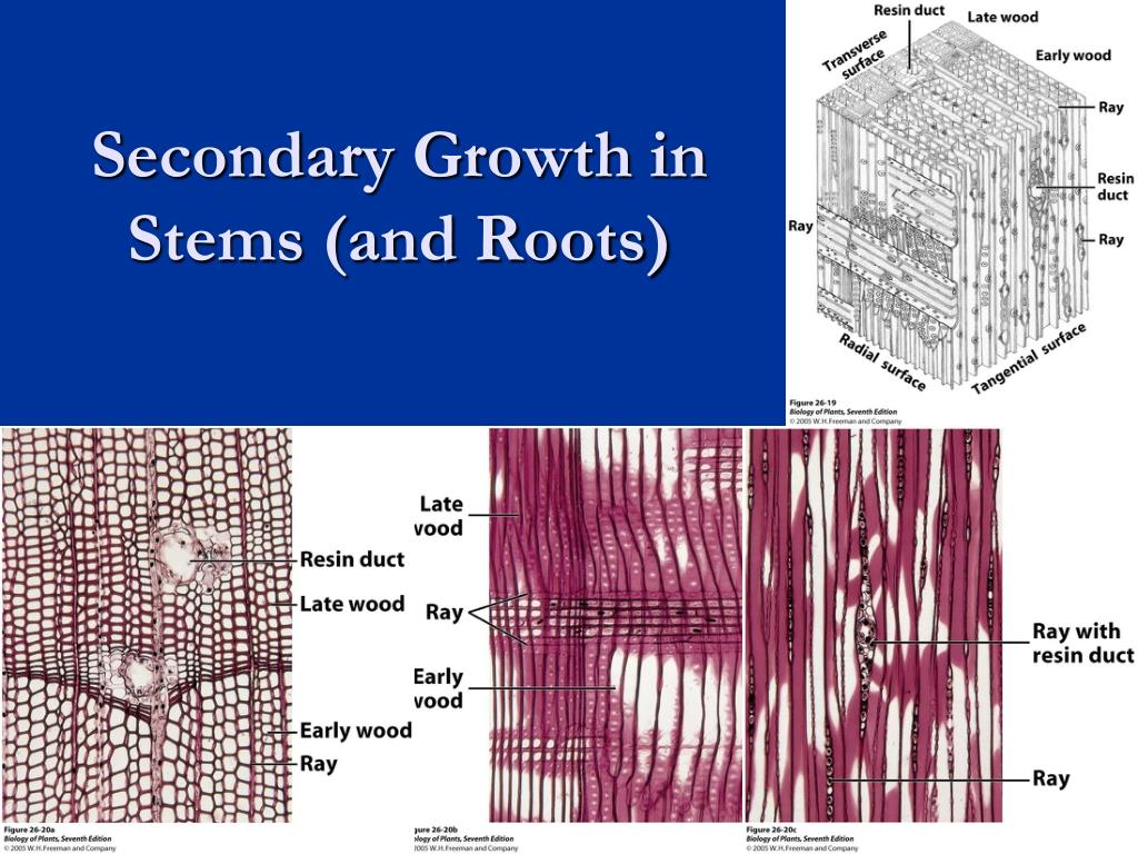 What is secondary growth in plant