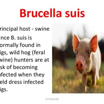 brucellosis in pigs symptoms and treatment