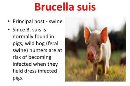 brucellosis in pigs symptoms and treatment