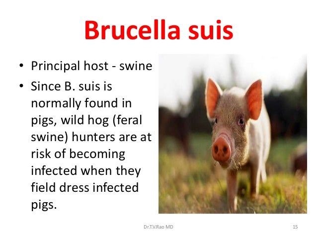 brucellosis in pigs symptoms and treatment