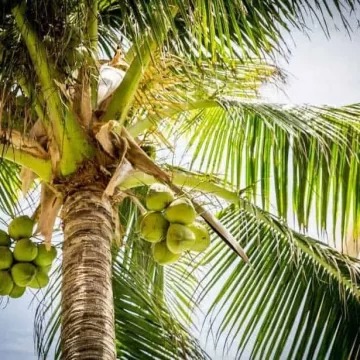 How to grow coconut tree anywhere