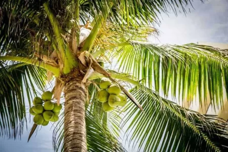 How to grow coconut tree anywhere