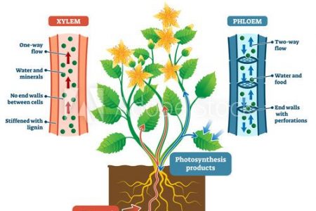 Food transportation in flowering plants