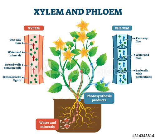 Food transportation in flowering plants