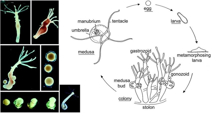 What is a hydra and mode of life