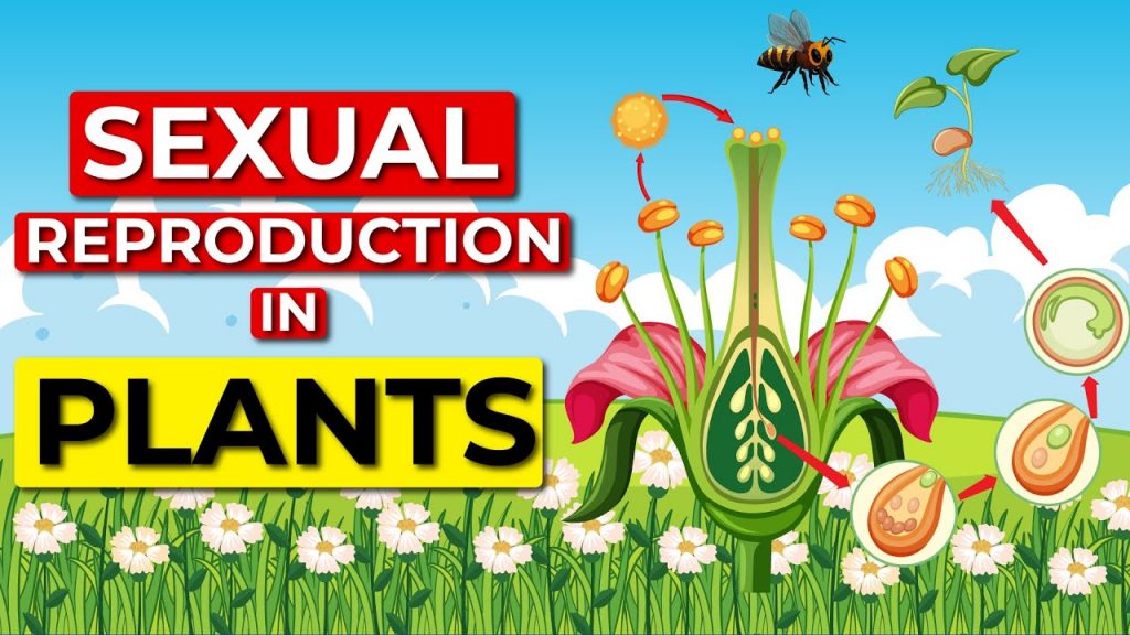 Benefits of plant sexual reproduction