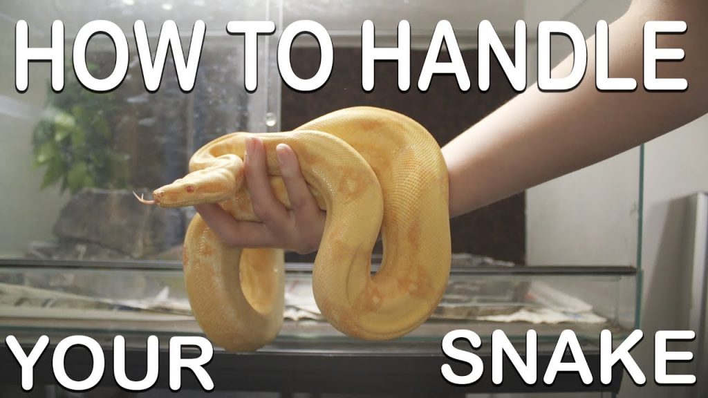 How to deal with snakes at home