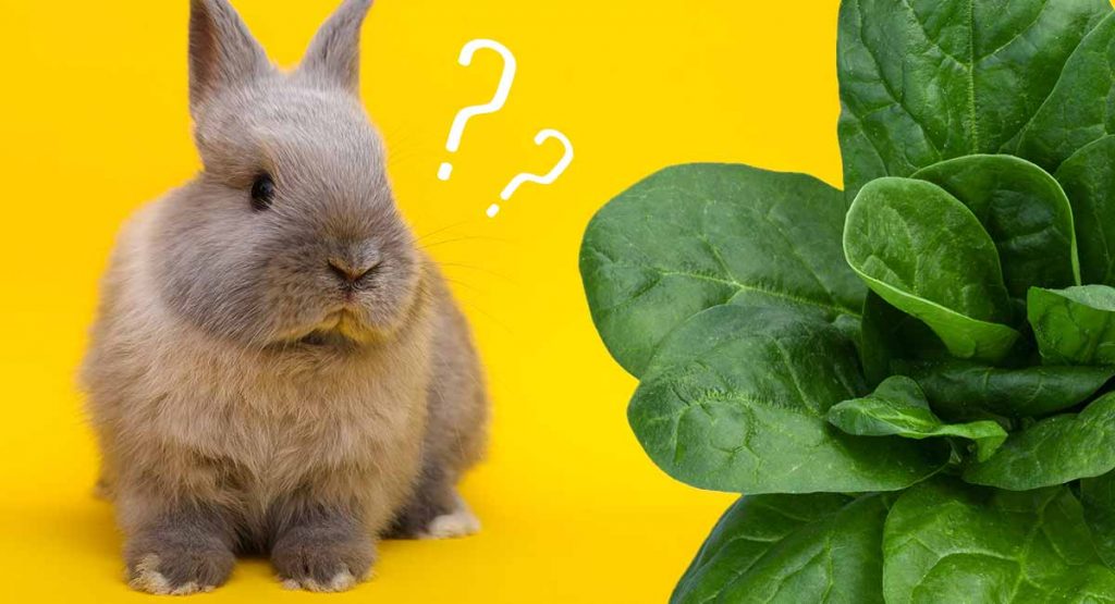What can rabbits eat or avoid
