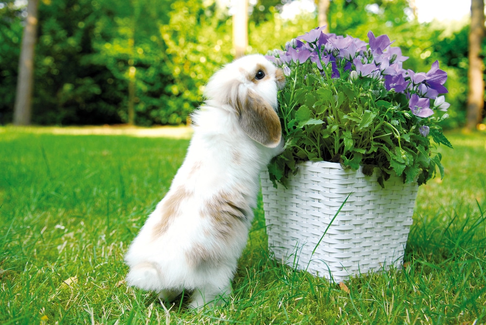 Improper feeding in bunnies