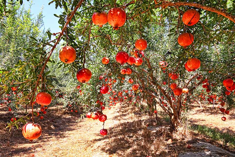 How to grow pomegranate