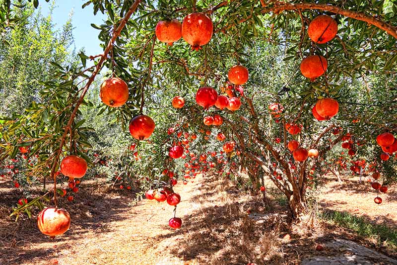 How to grow pomegranate 