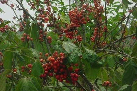 What is guarana (Paullinia cupana)