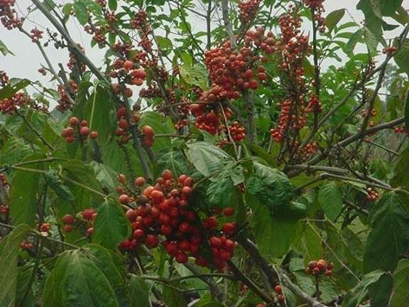 What is guarana (Paullinia cupana)