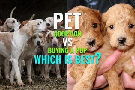 Which is better in buying a dog or adoption
