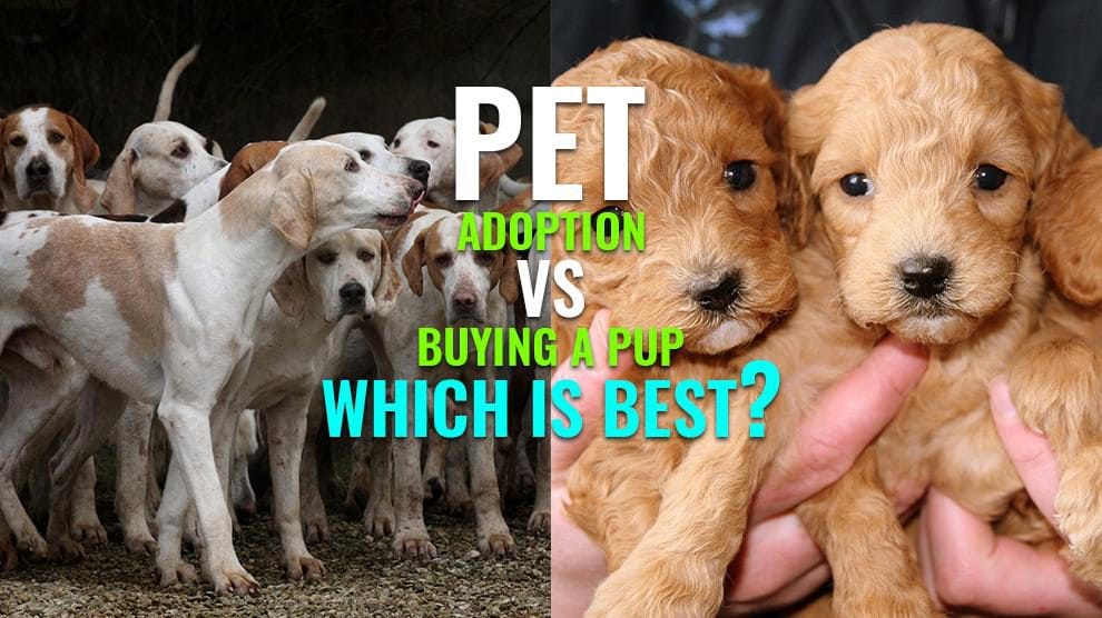 Which is better in buying a dog or adoption